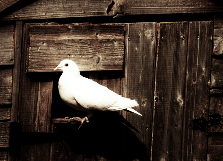 "Dove of Peace" by Eleanor Leone Bennet, from Storm Cellar vol. II no. 3.